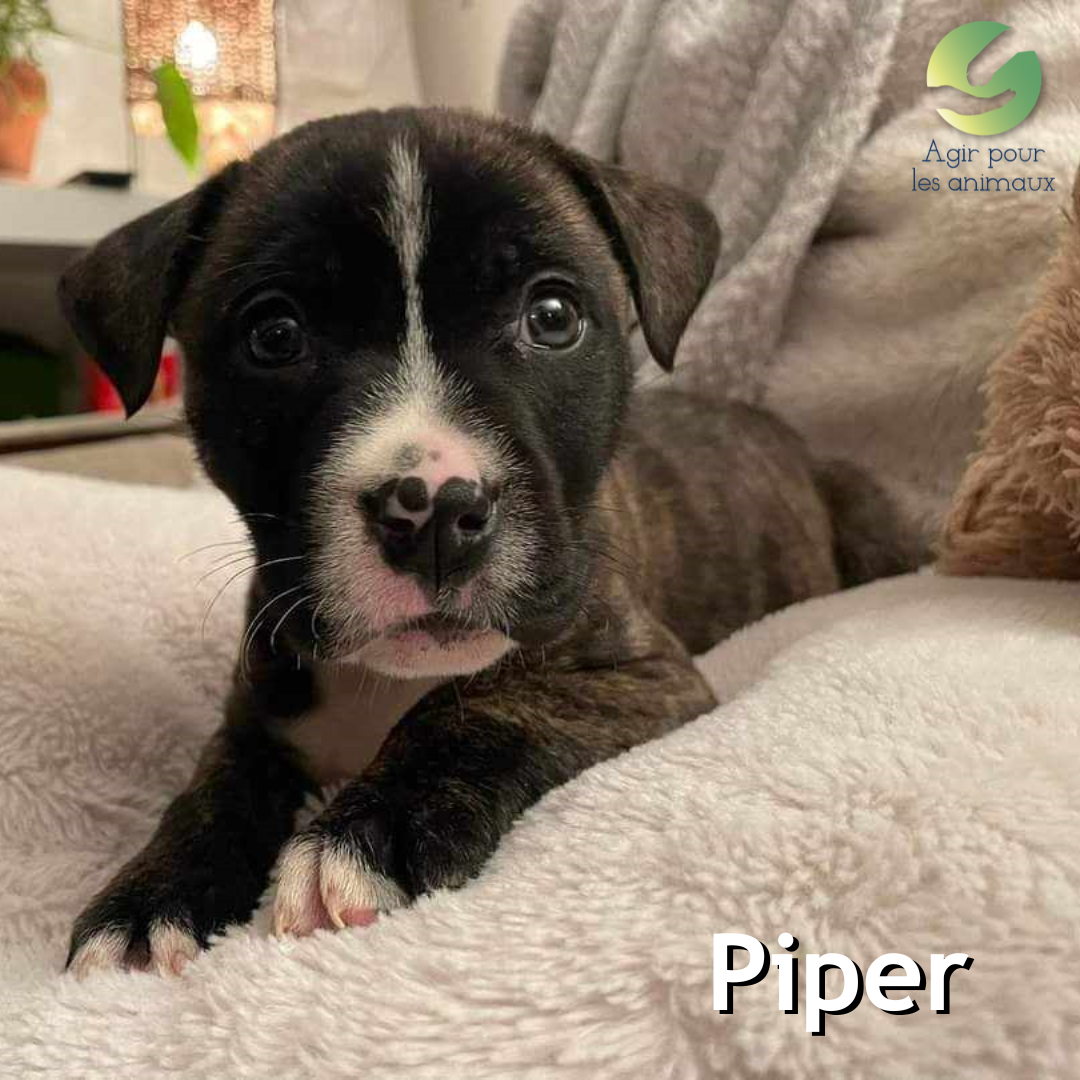 chiot à l'adoption