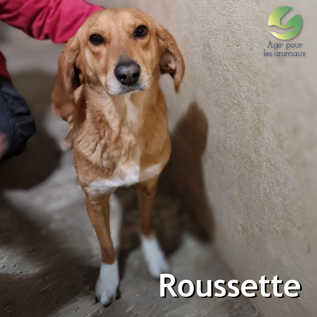 Chien courant Suisse à l'adoption