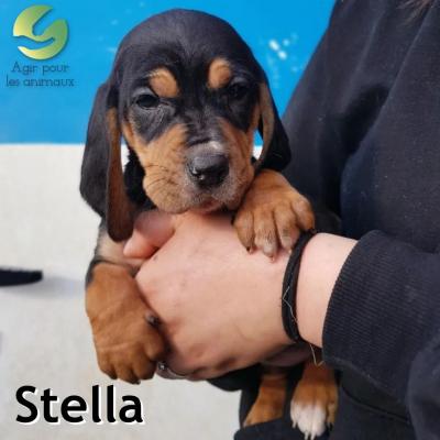 Stella Saint Hubert chien