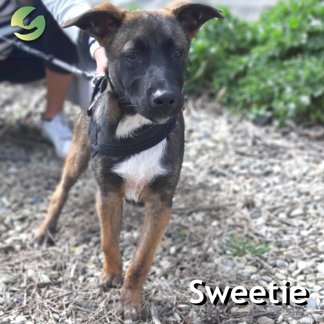 Sweetie chiot Malinois à l'adoption