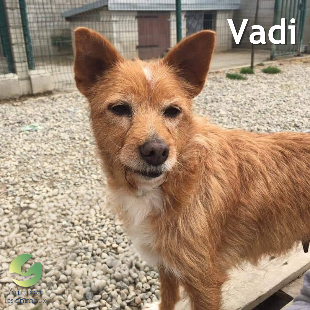 adoption Pinscher panier retraite