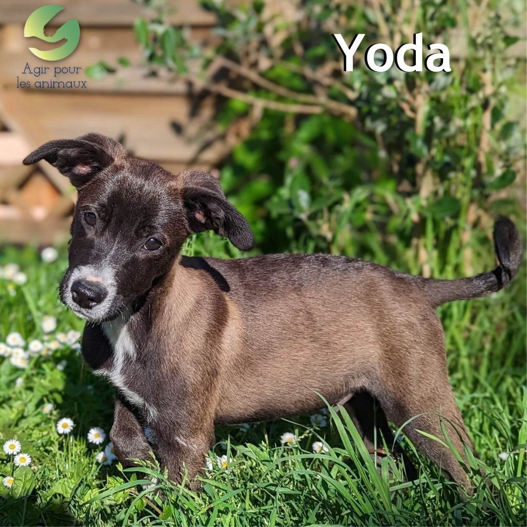 YODA