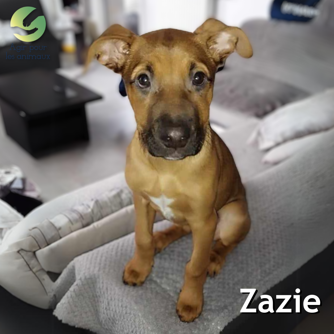 chiot à l'adoption