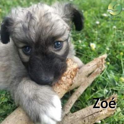 Zoé chiot à l'adoption