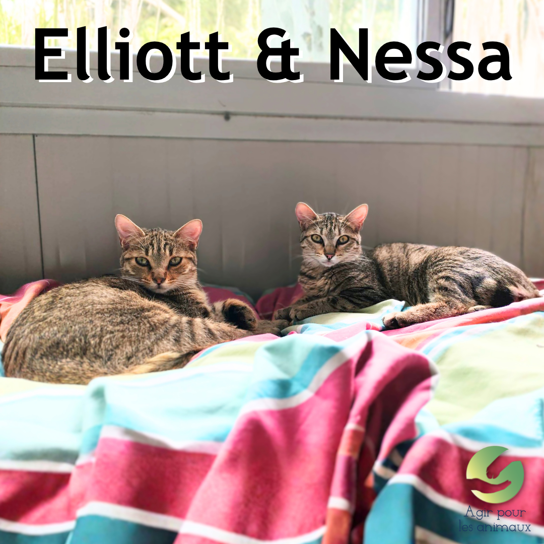 Elliott et Nessa duo de chatons