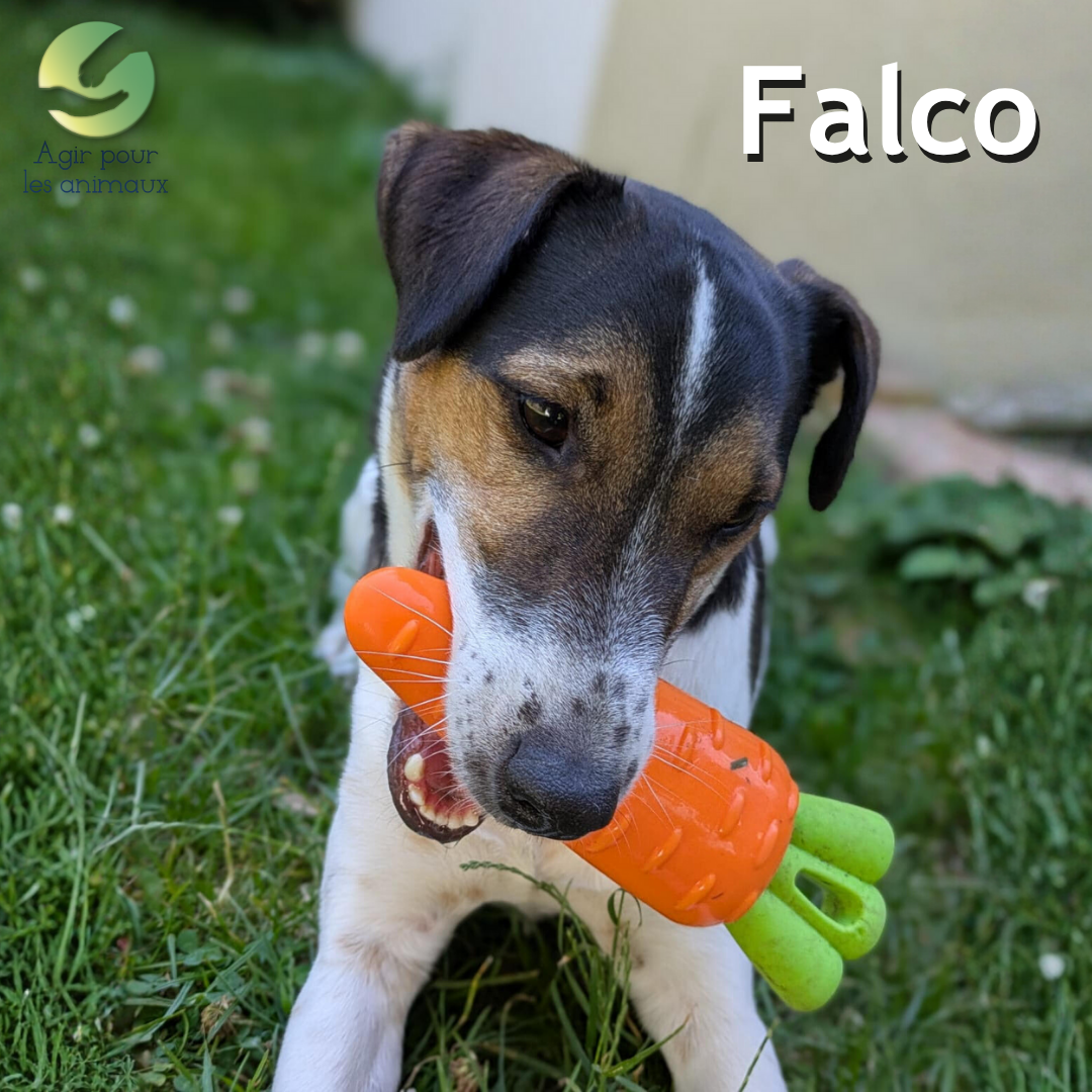chien Jagd Terrier à l'adoption