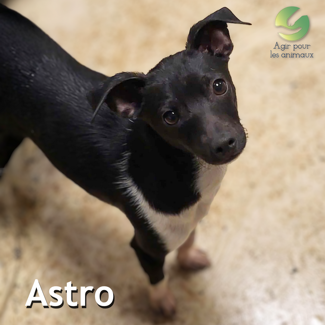 Astro chiot Pinscher à l'adoption