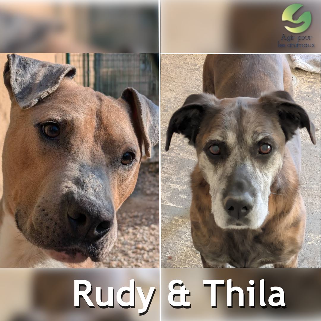 Rudy et Thila à l'adoption - X Berger et Amstaff