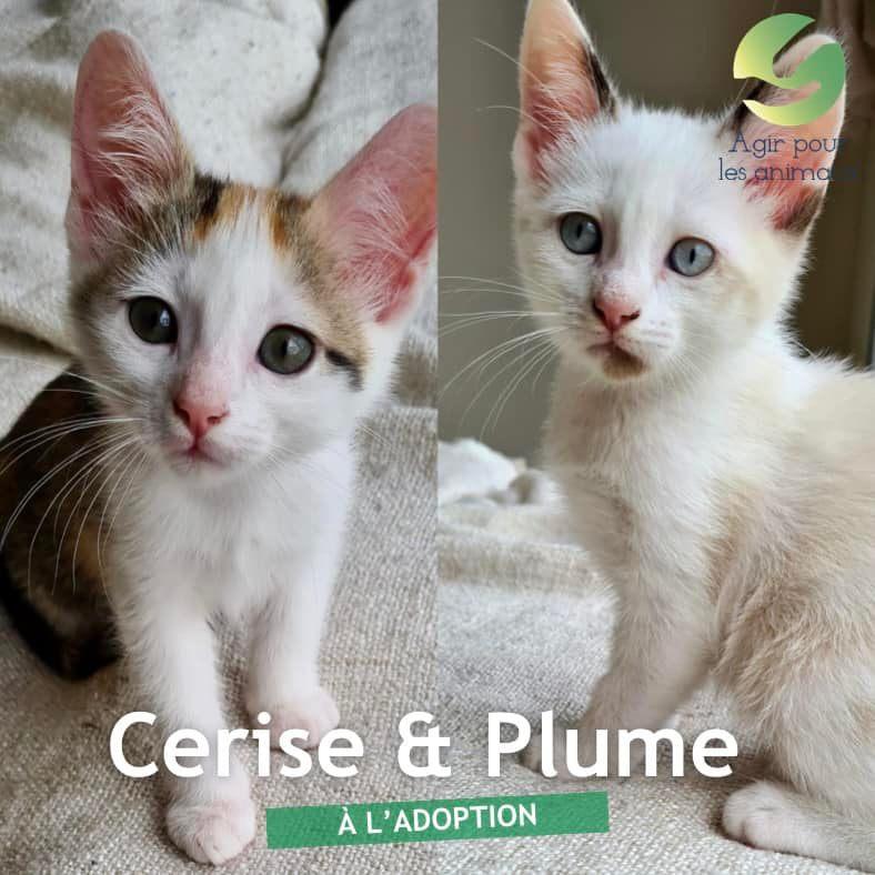 Cerise &amp; Plume