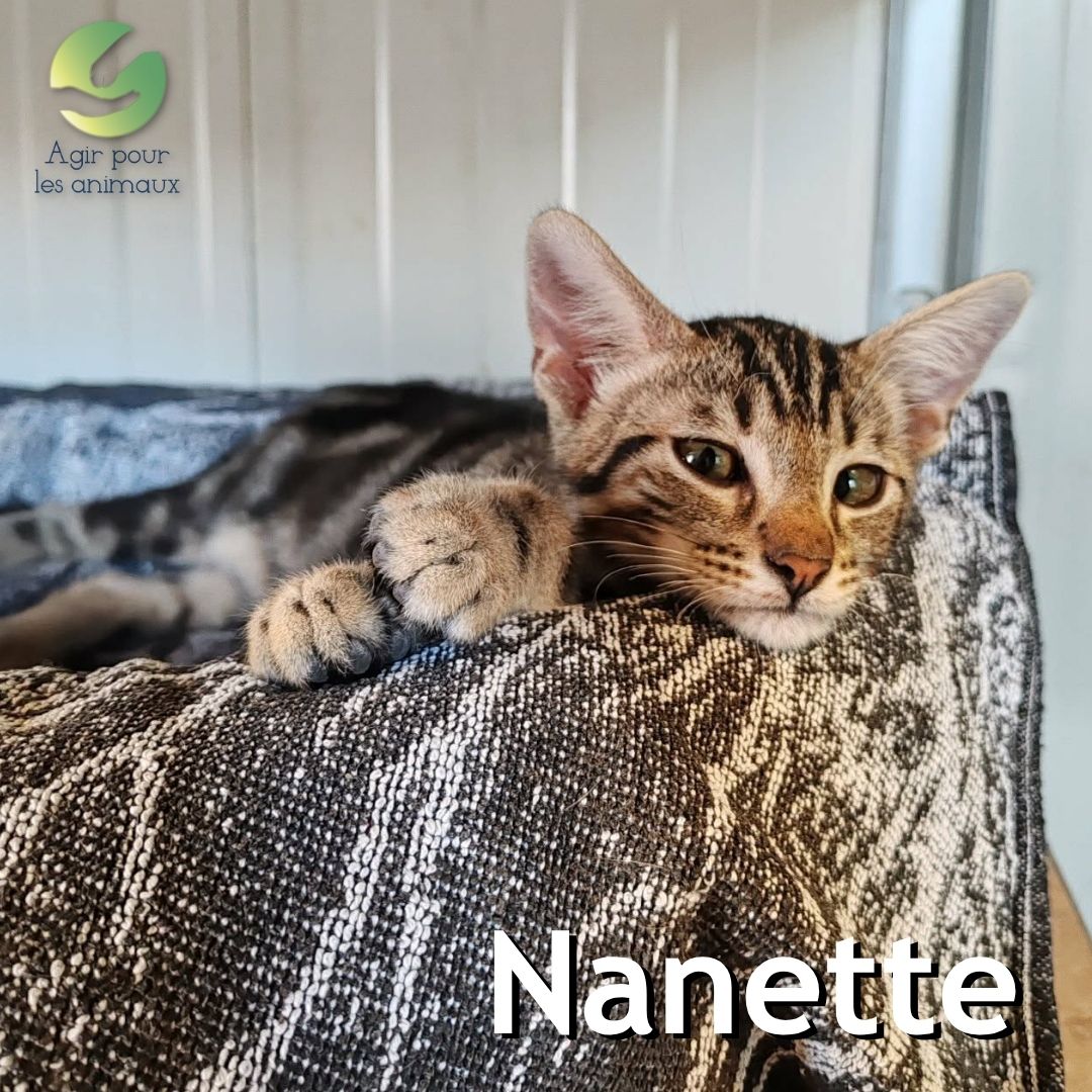 Nanette chatonne à adopter Castelginest