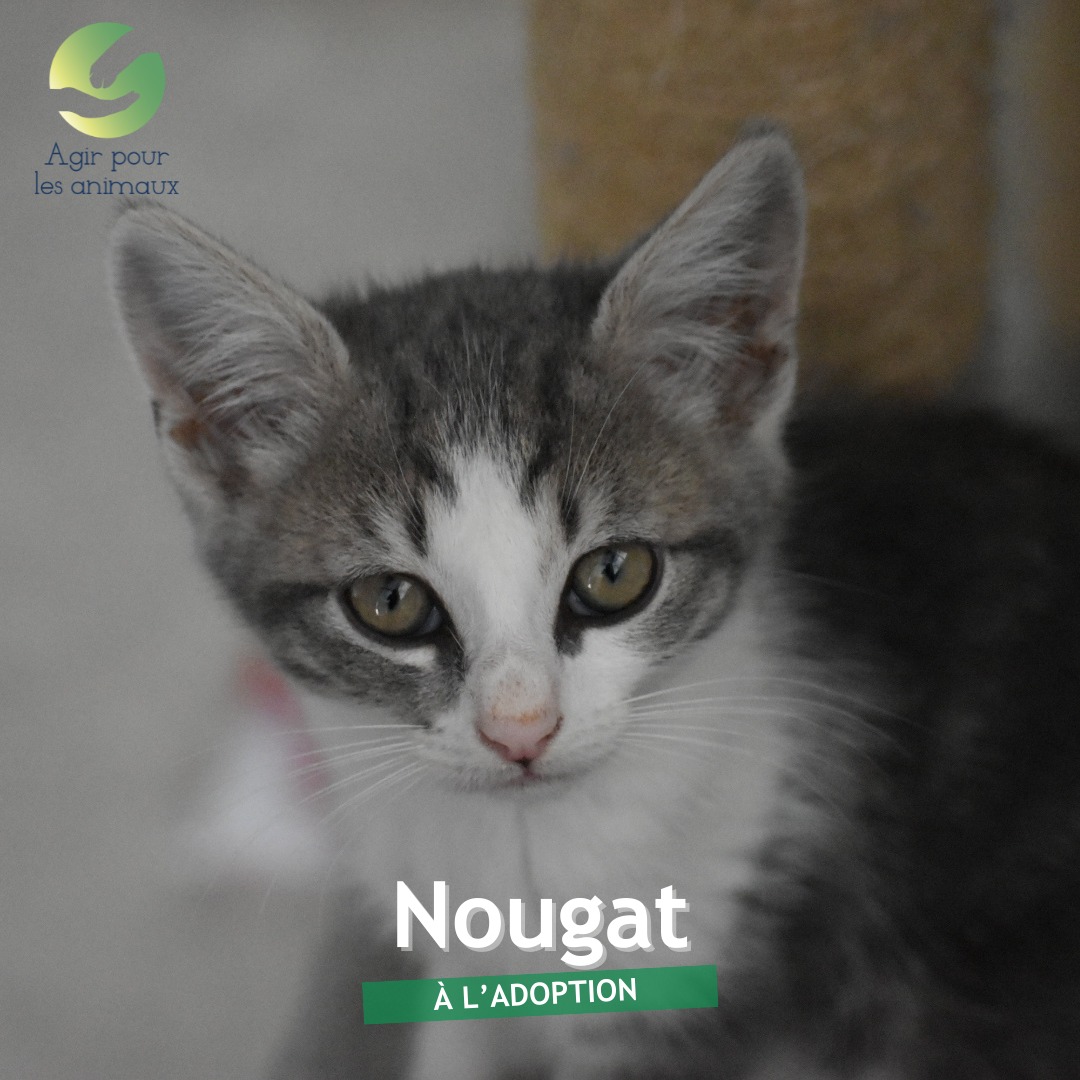 Nougat chaton à l'adoption