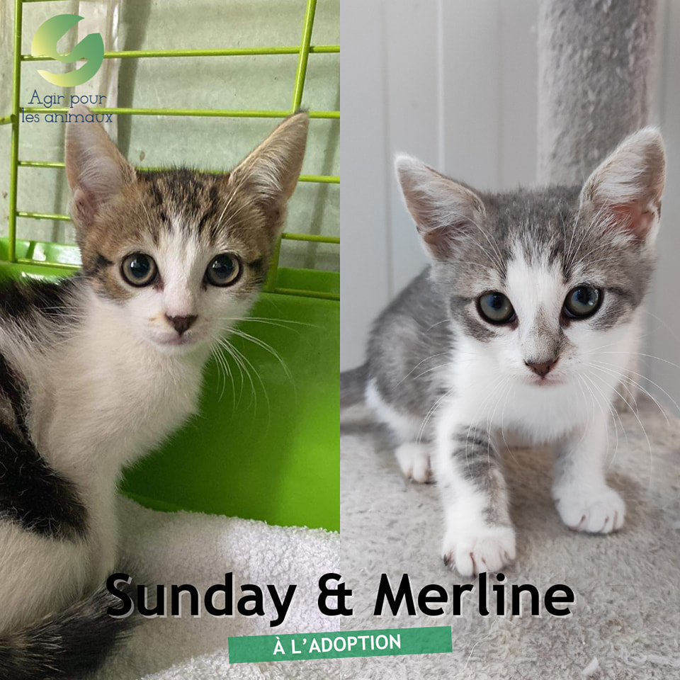sunday et merline chatons