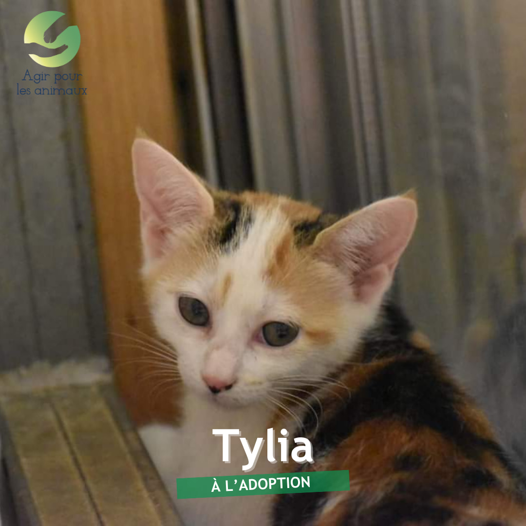  Tylia chatonne à l'adoption