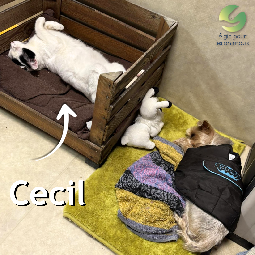 cecil chaton 5 mois