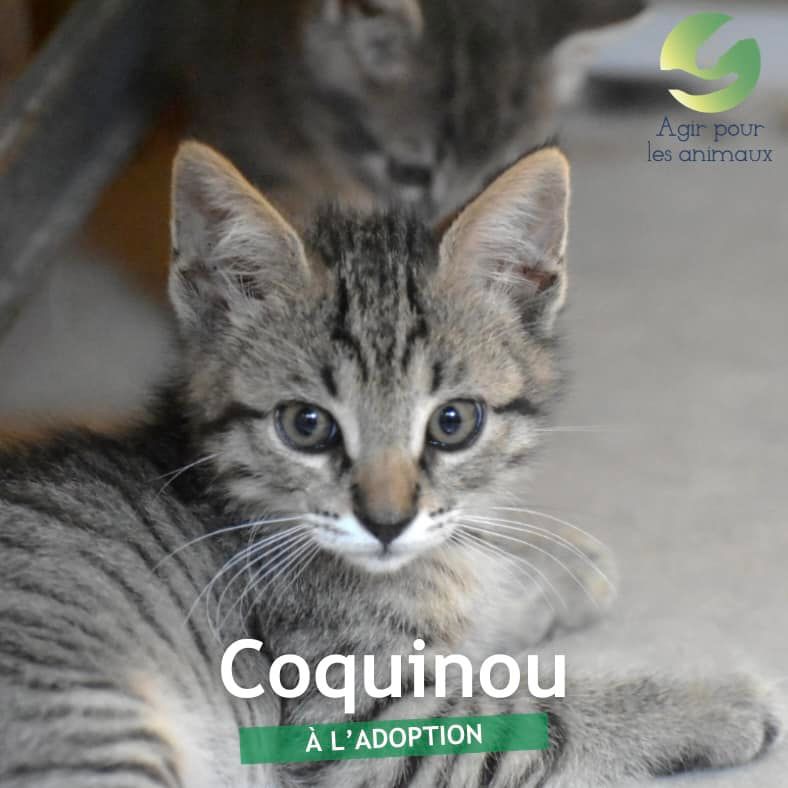 coquinou chaton à l'adoption