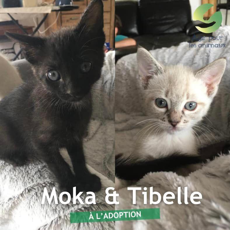 Moka &amp; Tibelle