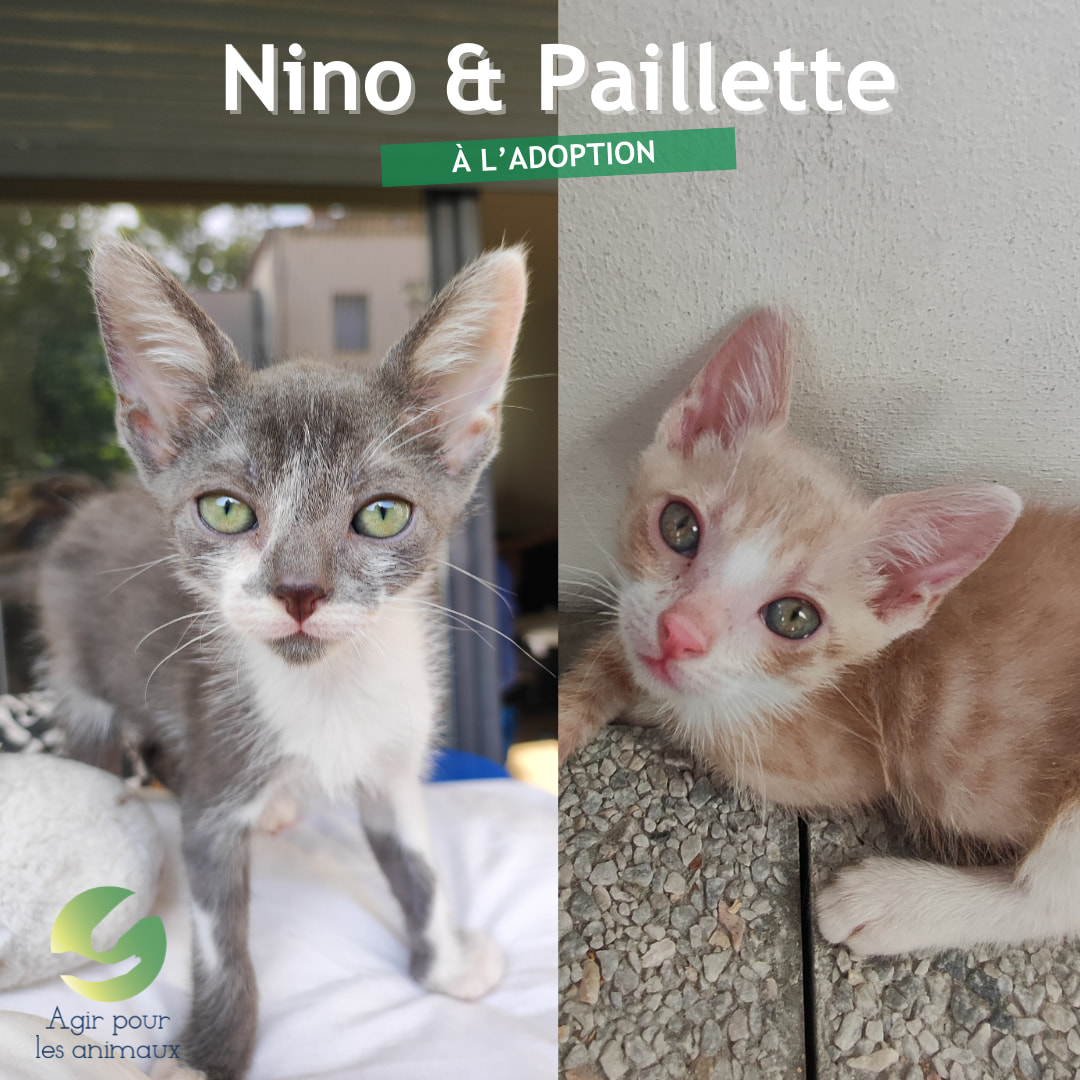 NINO ET PAILLETTE