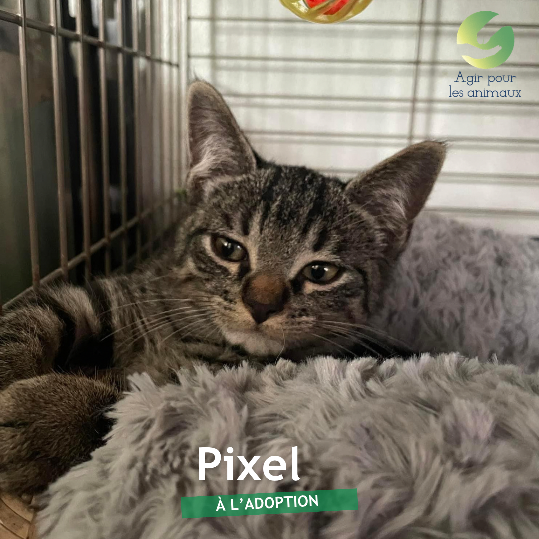 pixel chaton à l'adoption