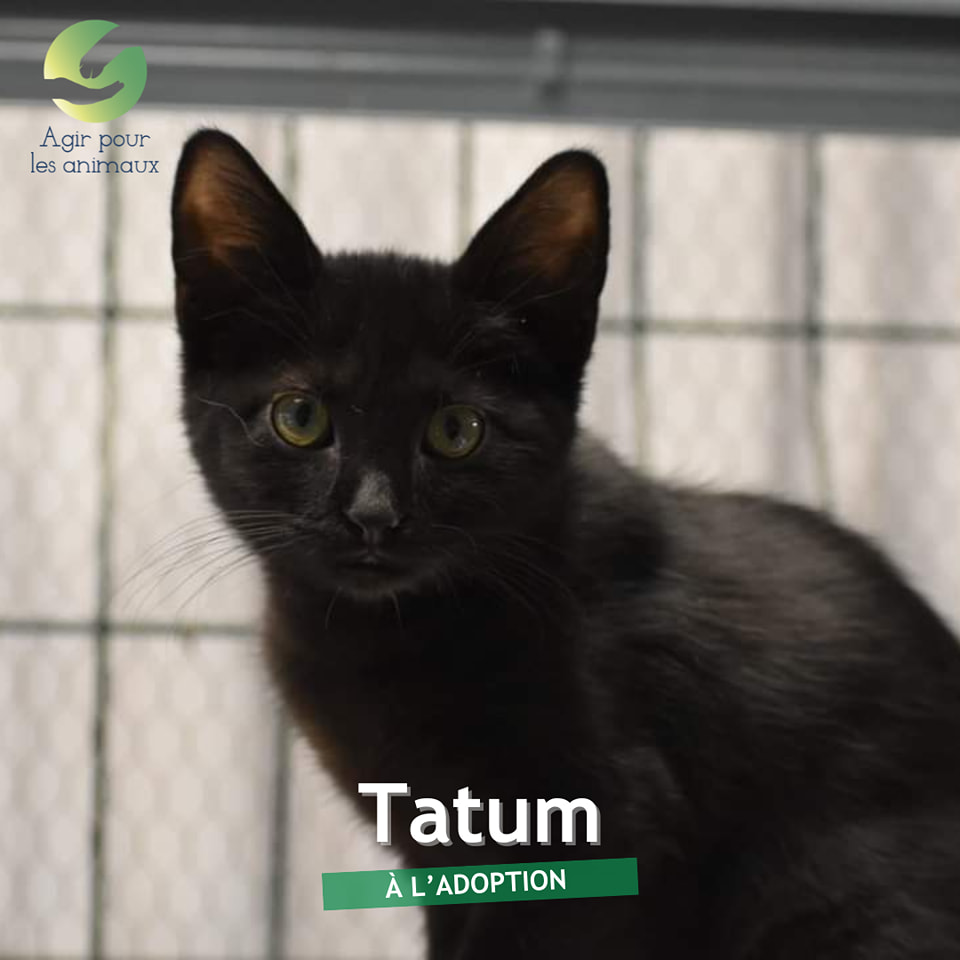 tatum chaton à l'adoption