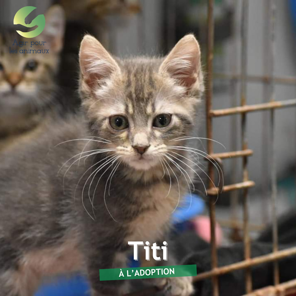 titi chaton à l'adoption