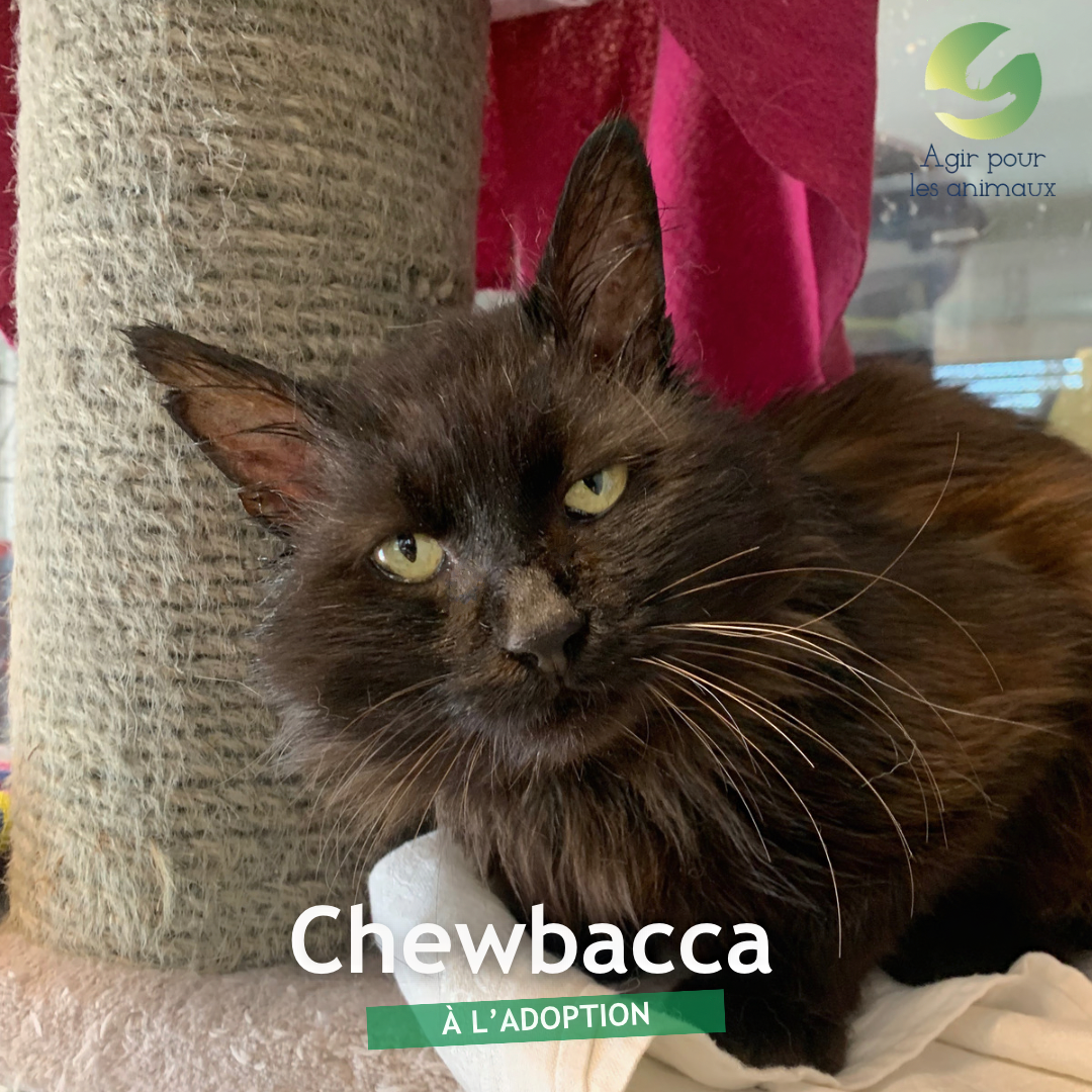 CHEWBACCA