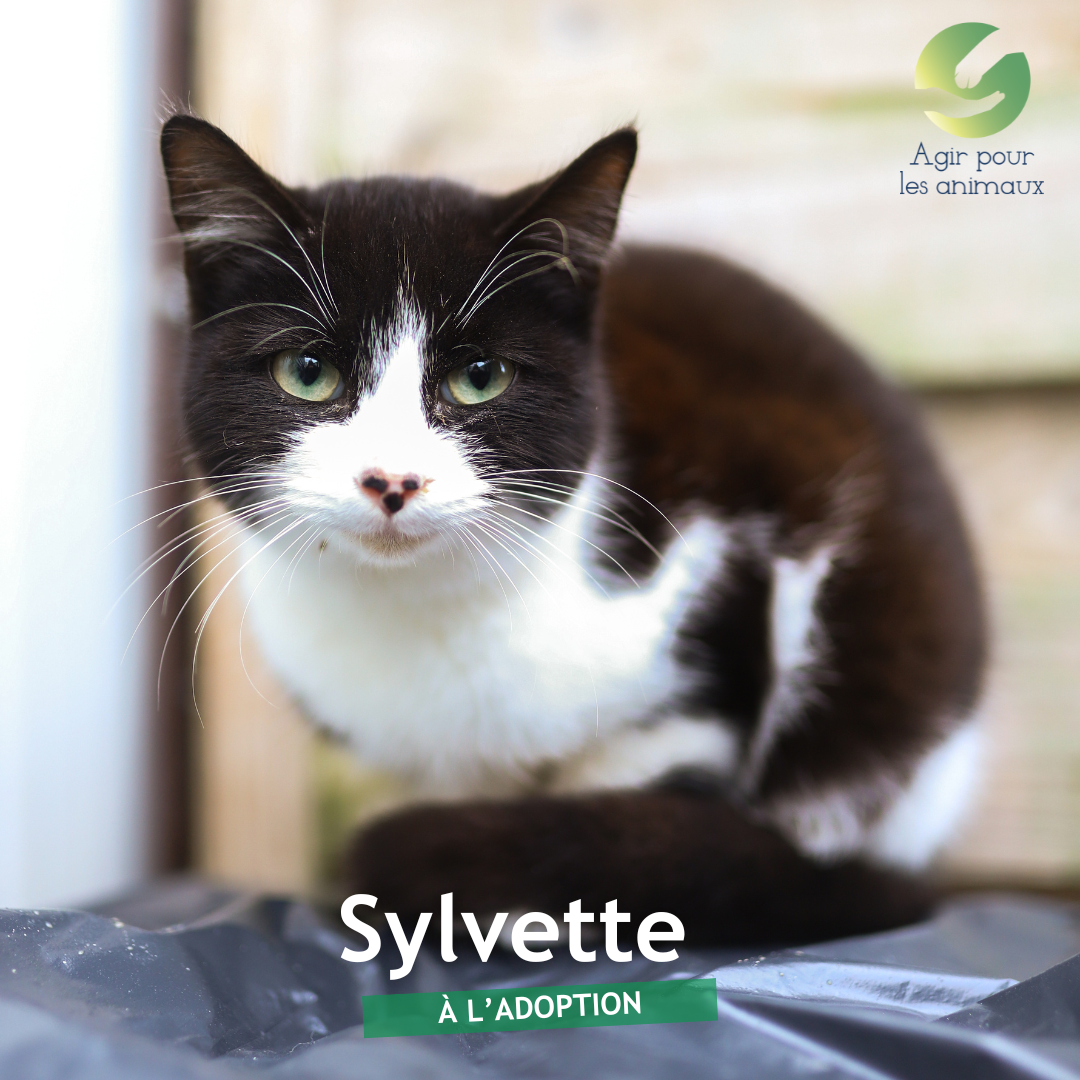 SYLVETTE