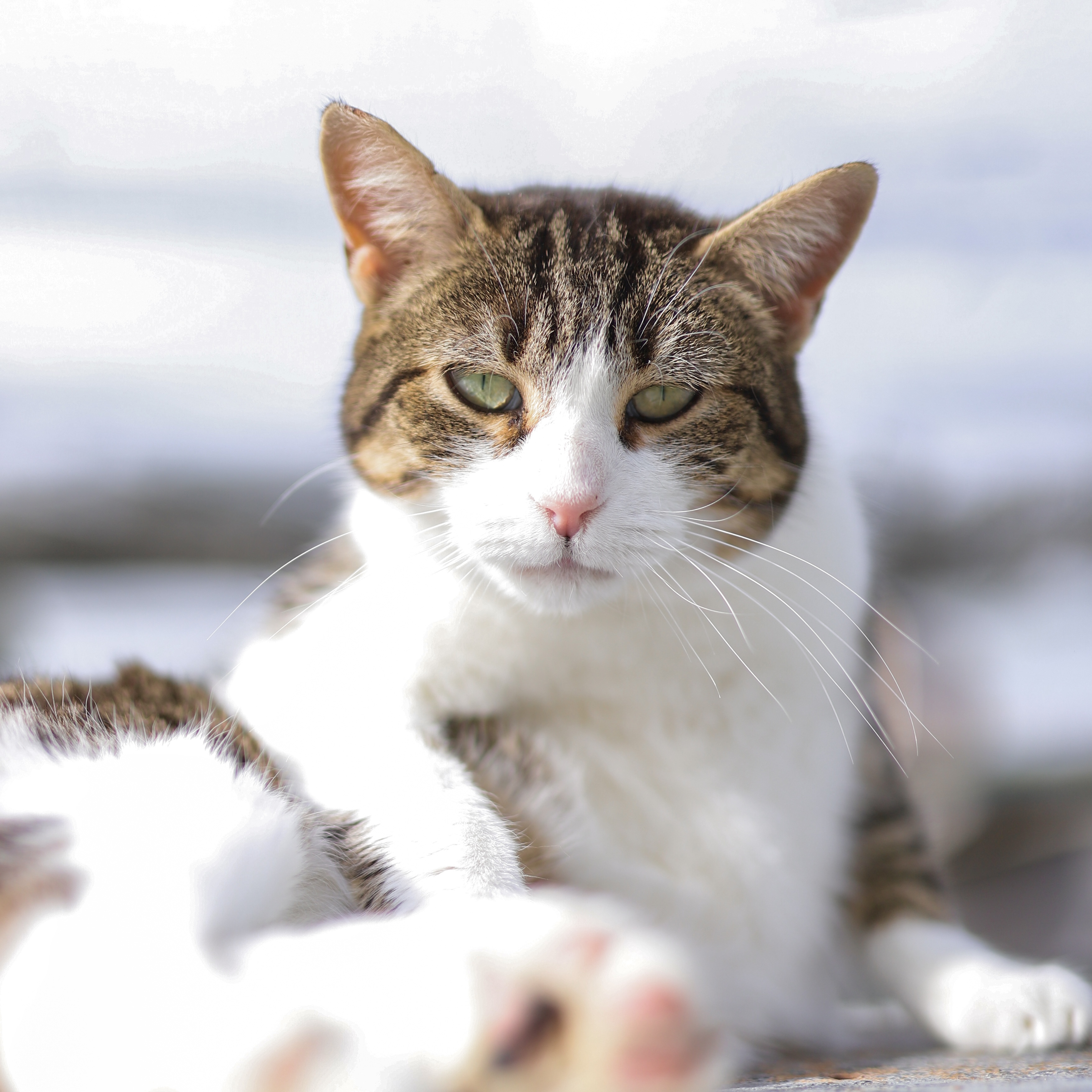 Linda à l'adoption