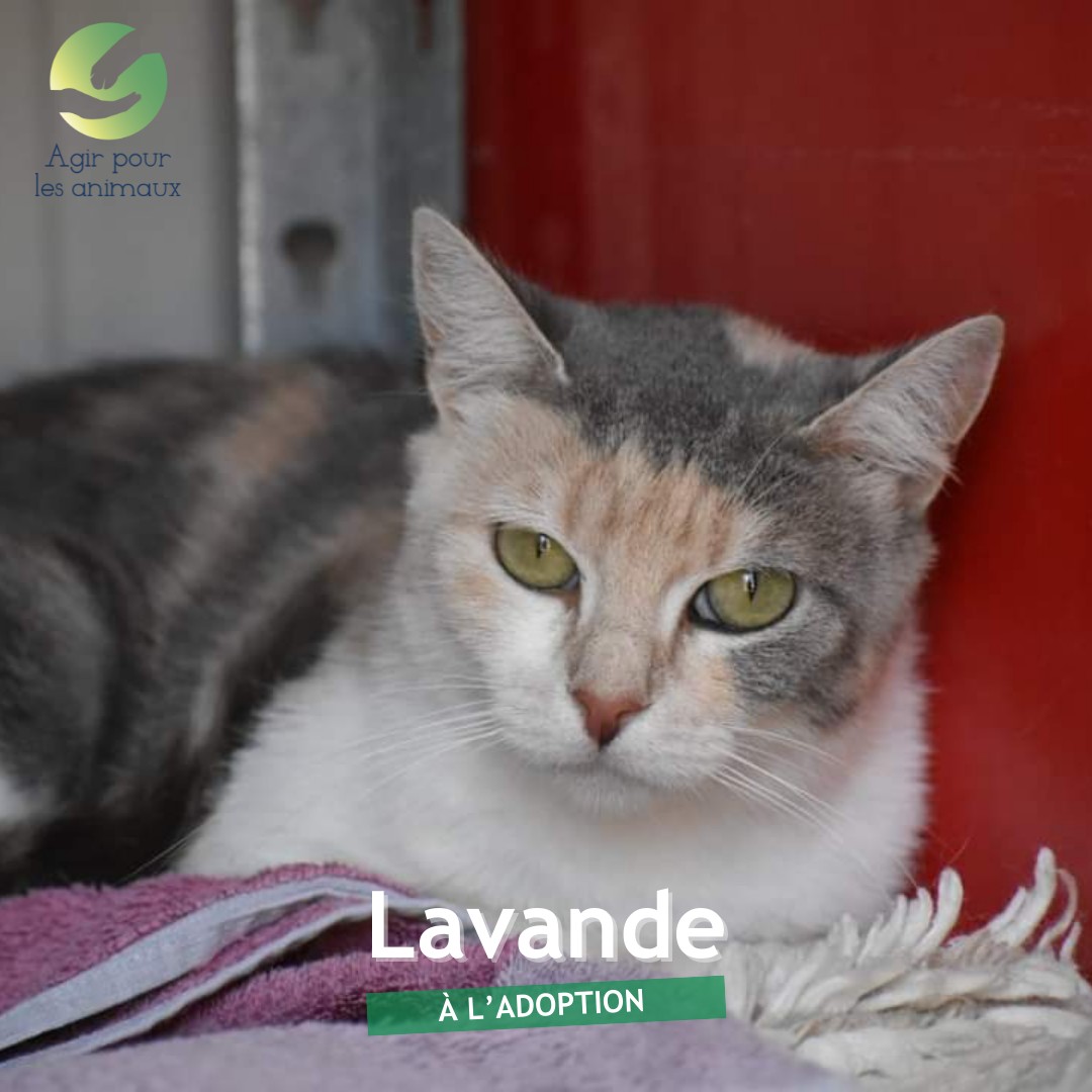 Lavande, minette à l'adoption