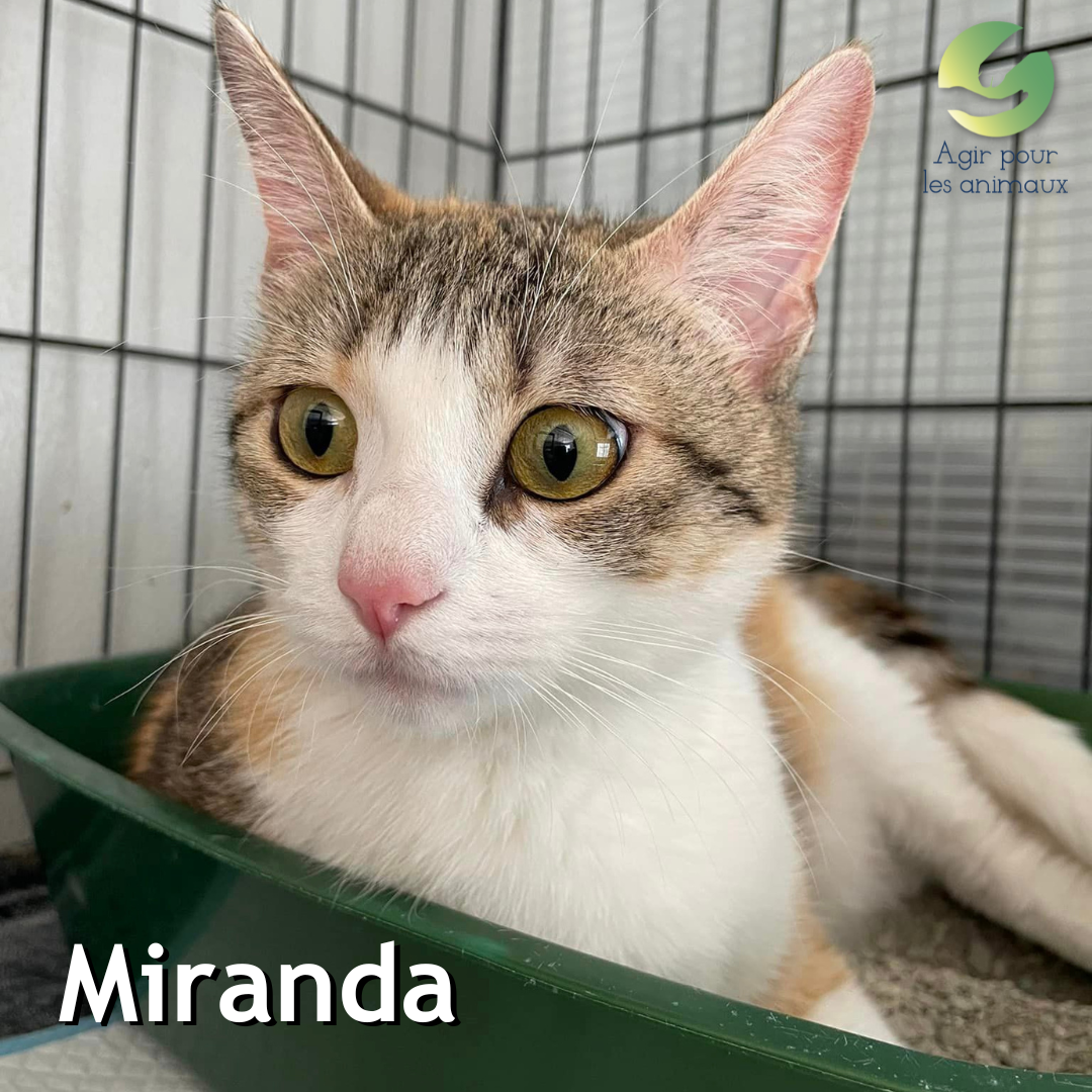 Miranda chat à l'adoption