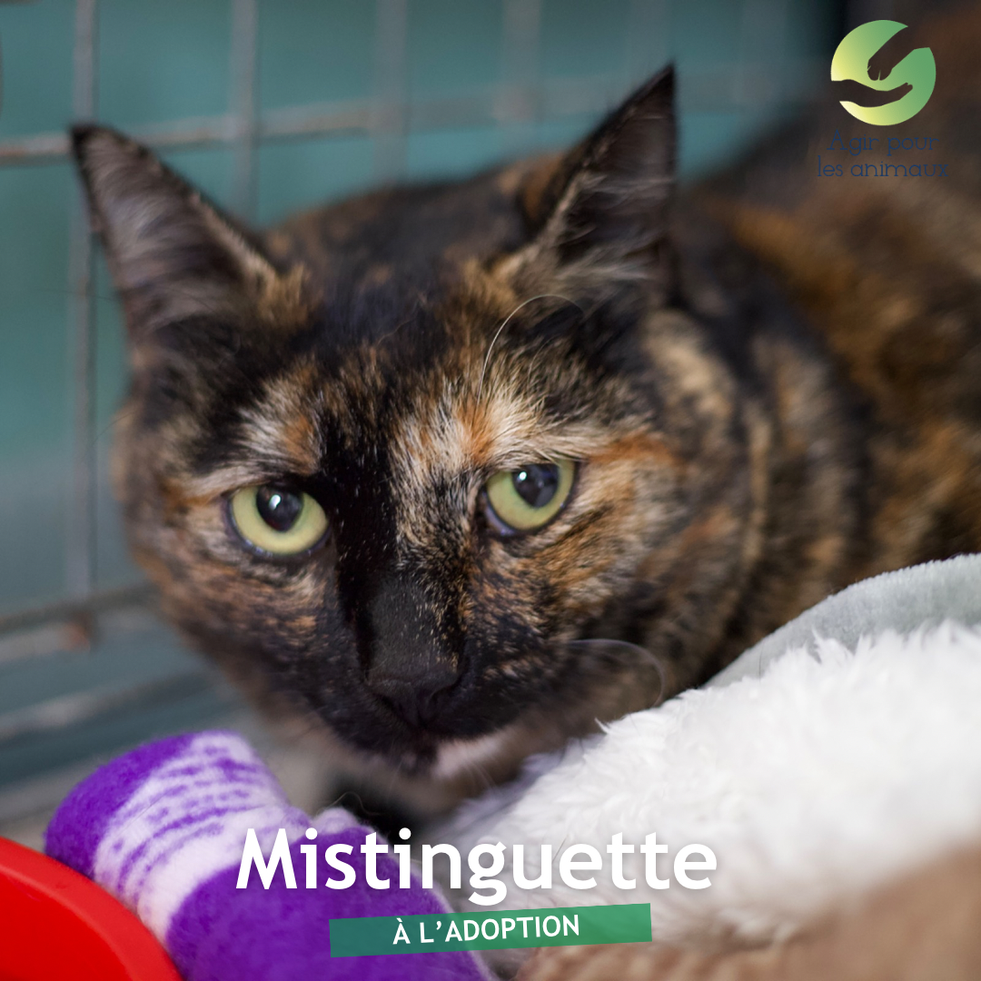 Mistinguette est adoptée