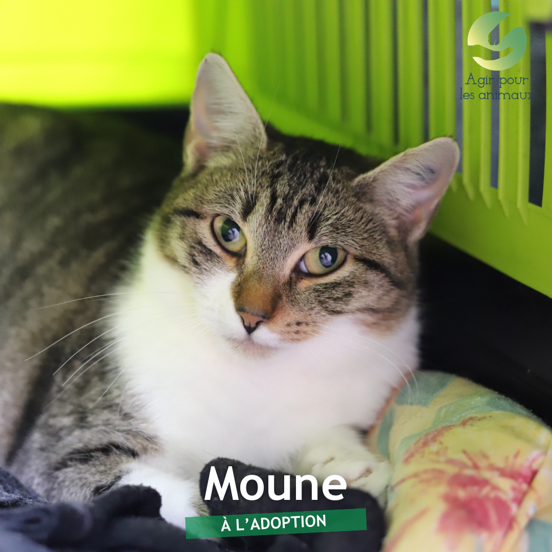 MOUNE