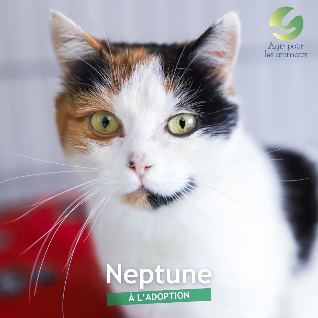 NEPTUNE