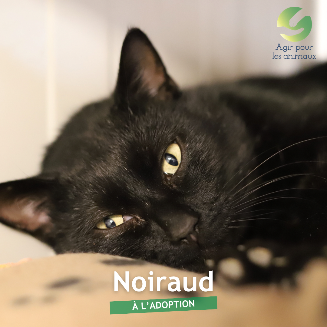 NOIRAUD