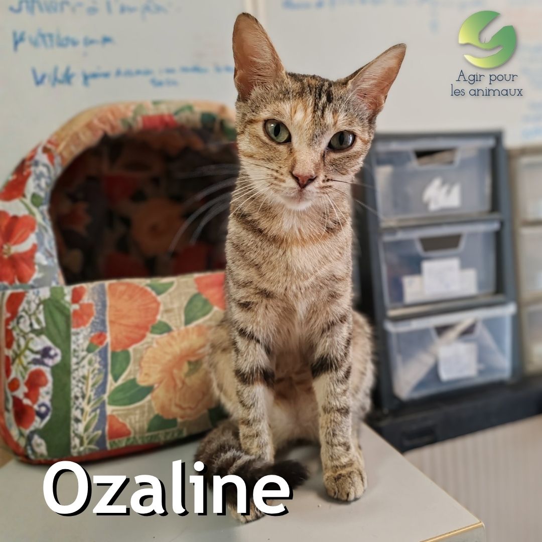 Ozaline minette à adopter