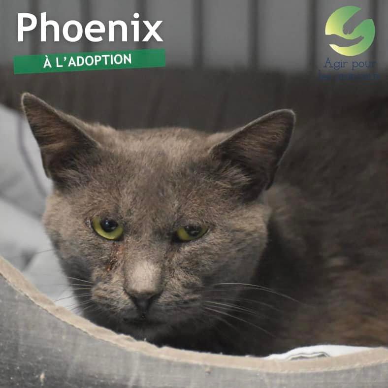 Phoenix