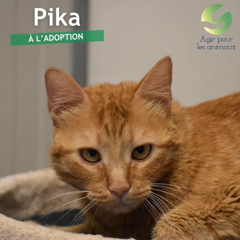 Pika minette à l'adoption