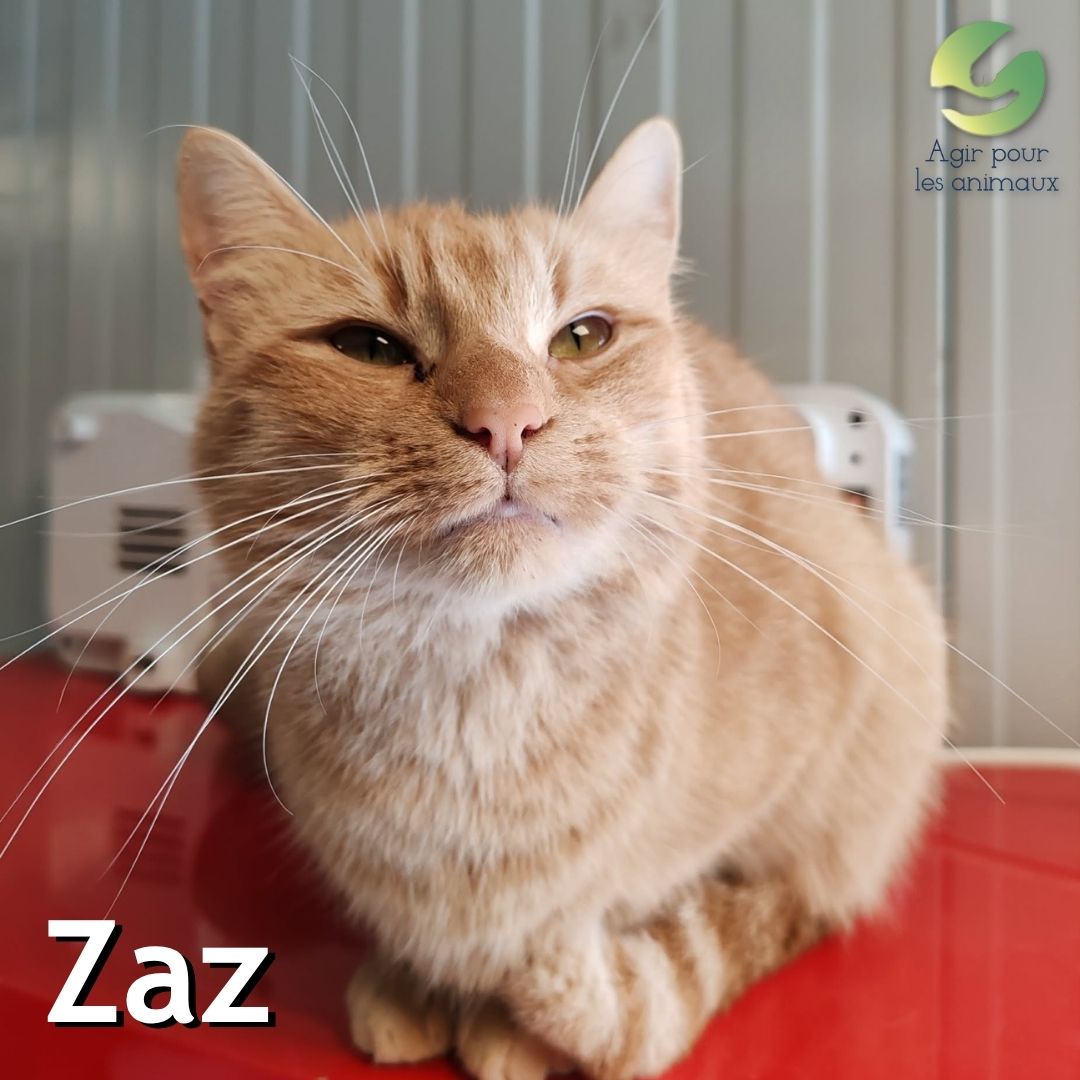 Zaz minette à adopter Castelginest