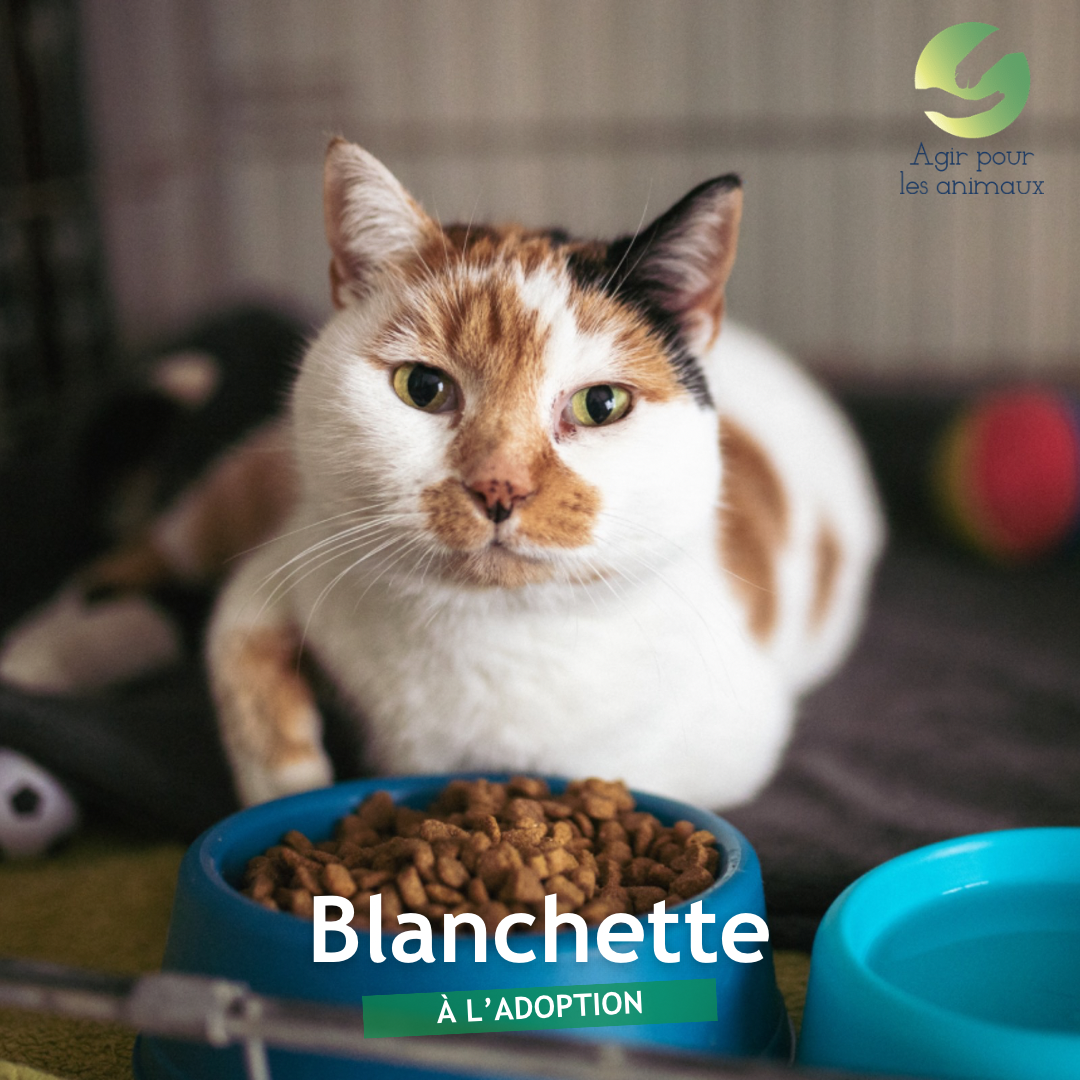 BLANCHETTE