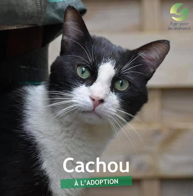 Cachou