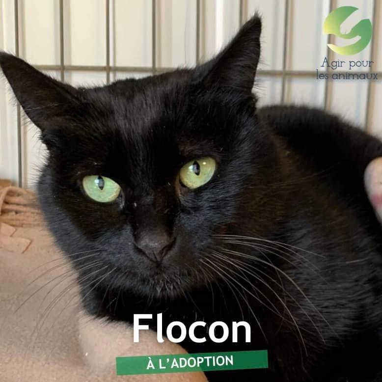 Flocon