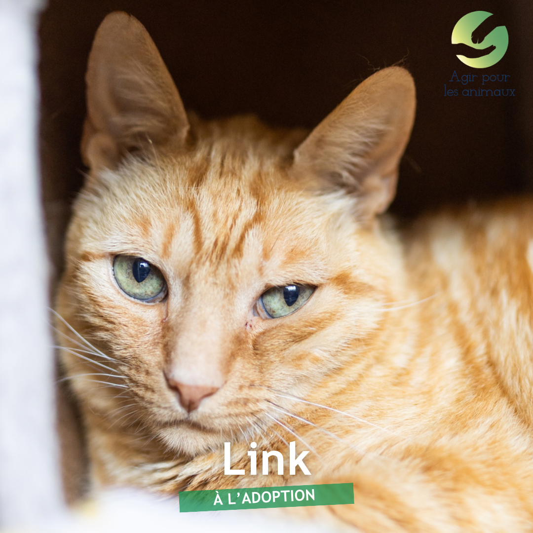 link chat à l'adoption