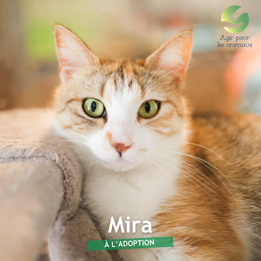 Mira chatte à l'adoption