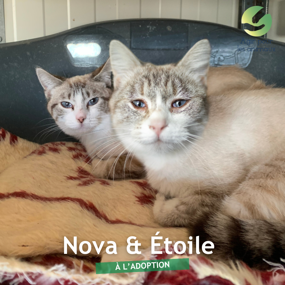 NOVA &amp; ÉTOILE