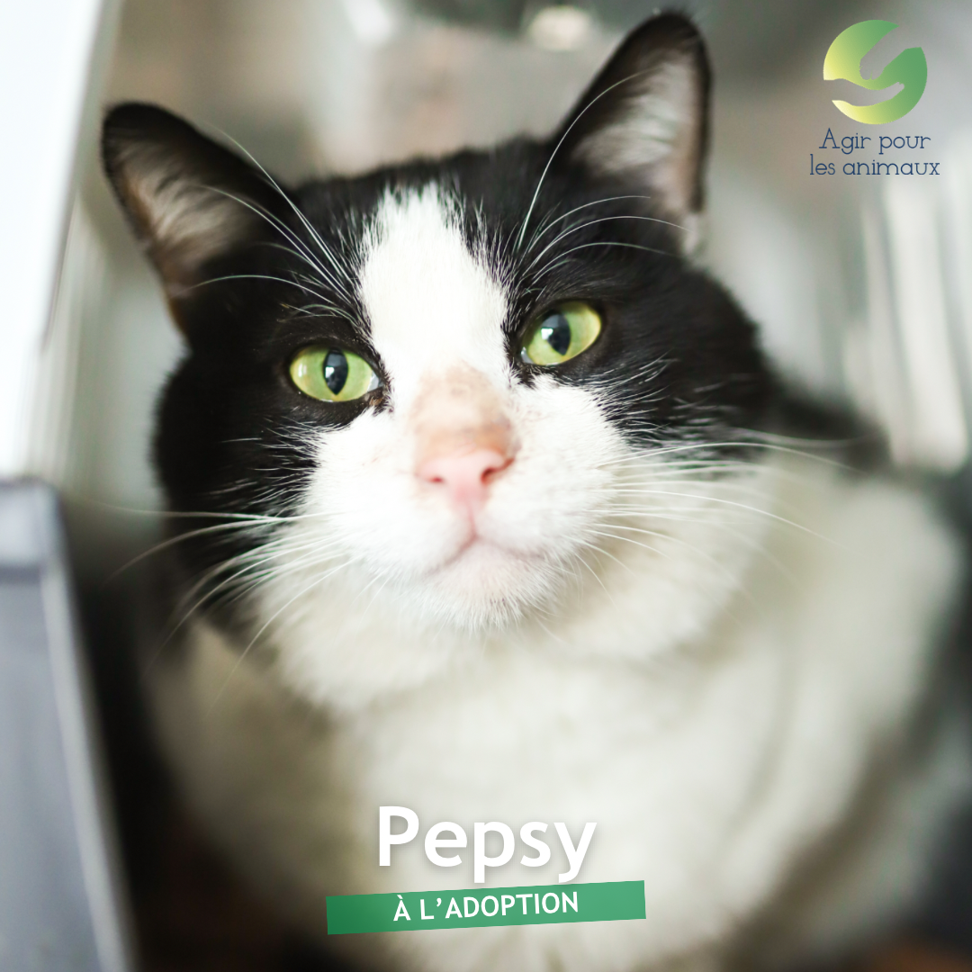 PEPSY