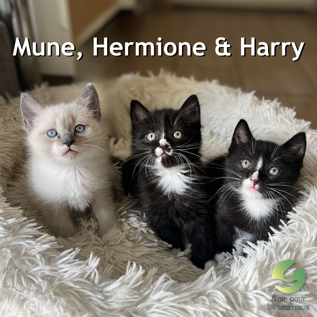 harry, mune et hermione chatons orphelins à adopter