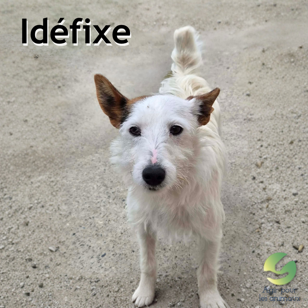 Idéfixe fox terrier à l'adoption